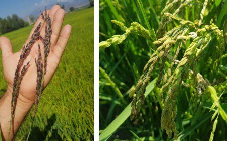 Nasce Jemma, il nuovo riso nero della piana di Sibari