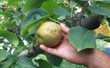 Cimice asiatica: l'UE vieta l'unico prodotto utile per bloccarla