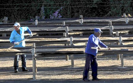 Caffè Speciali Certificati presenta il nuovo Chacoeira da Grama