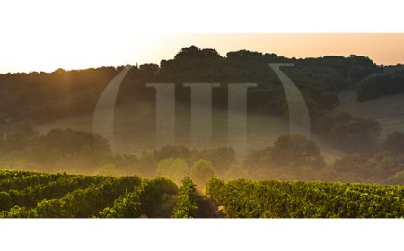 Vino. UIV: internazionalizzazione e sostenibilità le parole chiave del 2020