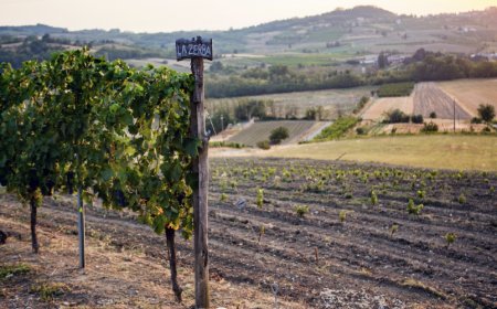 La linea biologica ERA di Cantine Volpi compie 20 anni
