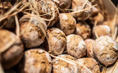 A Sigep l'incontro di ASSITOL per promuovere il lievito