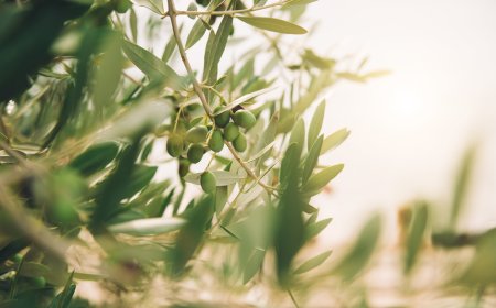 Olio: Cia, dal Forum Nazionale 4 azioni per il rilancio del settore