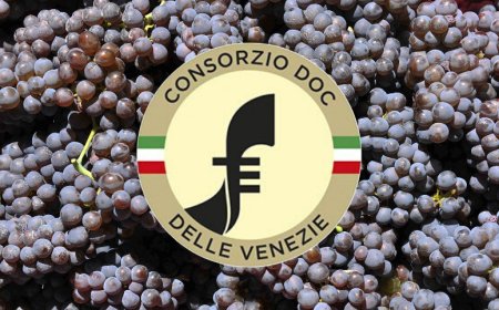 Consorzio delle Venezie: Pinot Grigio tra le DOC più performanti del 2019