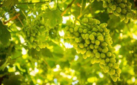 Il caldo preoccupa i viticoltori, ma c'è ancora speranza per la vendemmia 2020