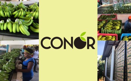 Conor lancia la banana Conor Bio e Fairtrade per la ristorazione scolastica