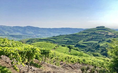 Ricercatori di tutto il mondo a Soave per il meeting TerrACE