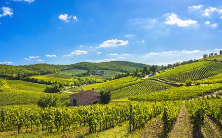 Più della metà del vino toscano vola all'estero: tutti i dati a Primanteprima