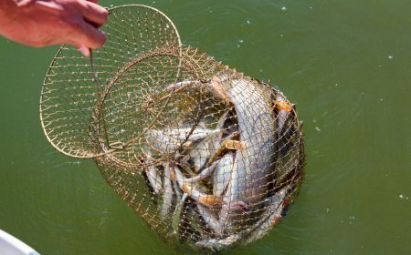 Manca la richiesta e la pesca frena in tutta Italia