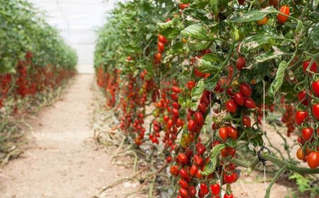 Manca la manodopera: la filiera agricola si confronta col Ministero