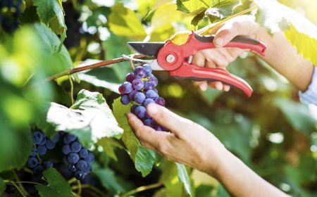 La filiera del vino scrive alla Ministra Bellanova