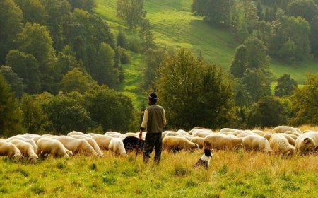 Coronavirus: l’agnello a Pasqua può salvare 60mila pastori