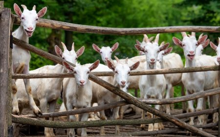 Mantenere vive le tradizioni di Pasqua: l'appello degli allevatori ovicaprini