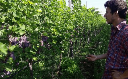 Thomas Niedermayr: debutta Souvignier gris 2017 da uve resistenti