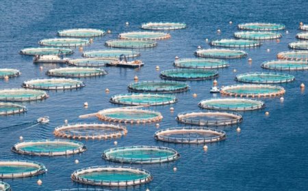 Italiani sempre più attenti al pesce da produzione sostenibile