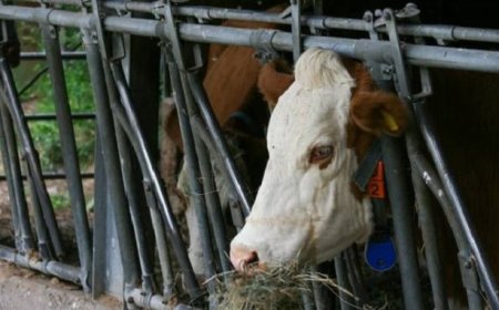 I grandi investitori chiedono alle catene di fast food un impegno contro il cambiamento climatico