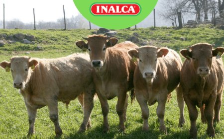 Inalca, patto con gli allevatori per il benessere animale e la riduzione dell’uso di antibiotici