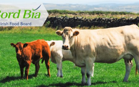 Origin Green: il primo programma nazionale di sostenibilità promosso da Bord Bìa in Irlanda