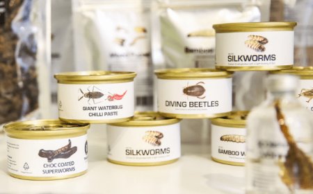 MAIC: primo modello italiano sostenibile di allevamento insetti commestibili