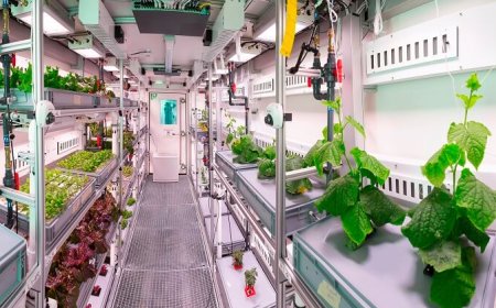 Insalata in Antartide: un progetto per allestire un orto nelle basi spaziali