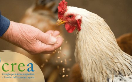 Fish&Cicken, pesci e polli da allevamenti biologici