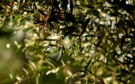 L'olivicoltura siciliana punta a diventare intensiva ma di qualità