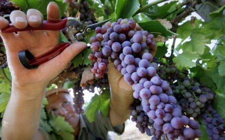 Vendemmia 2018: si sfiorano i 50 milioni di ettolitri