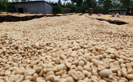 CSC in Etiopia: viaggio nella terra d'origine del caffè