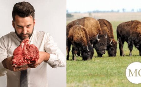 Sul Trasimeno nasce il primo allevamento di bisonti made in Italy