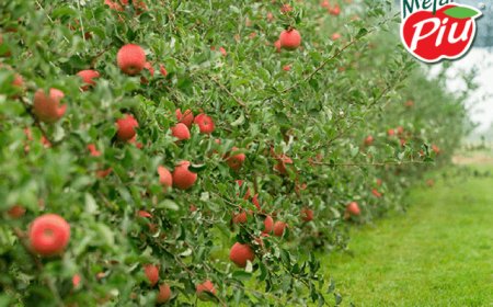 Consorzio Melapiù: partita la campagna 2017-18 delle mele fuji