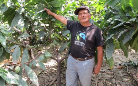 Fairtrade risponde al Servizio di Report “Cioccolato amaro”