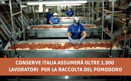 Conserve Italia assumerà oltre 1.300 lavoratori per la raccolta del pomodoro