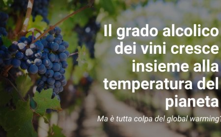 Il grado alcolico dei vini cresce insieme alla temperatura del pianeta. Ma è tutta colpa del global warming?