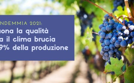 Vendemmia 2021: buona la qualità ma il clima brucia il 9% della produzione