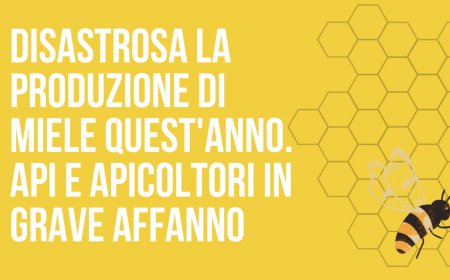 Disastrosa la produzione di miele quest'anno. Api e apicoltori in grave affanno