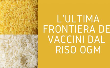L'ultima frontiera dei vaccini dal riso ogm