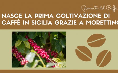 Giornata del Caffè. Nasce la prima coltivazione di caffè in Sicilia grazie a Morettino