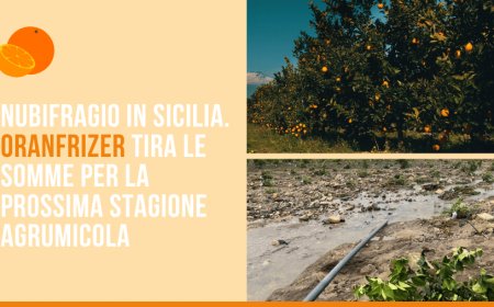 Nubifragio in Sicilia. Oranfrizer tira le somme per la prossima stagione agrumicola