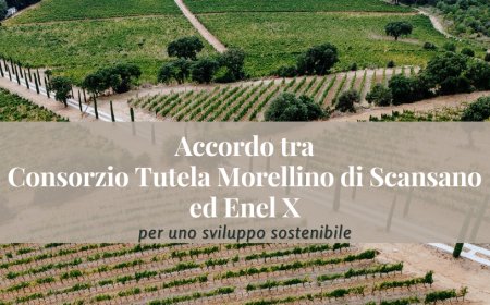 Accordo tra Consorzio Tutela Morellino di Scansano ed Enel X per uno sviluppo sostenibile