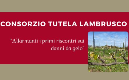 Consorzio Tutela Lambrusco: “Allarmanti i primi riscontri sui danni da gelo"