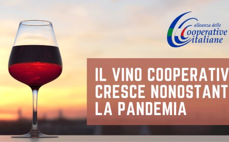 Il vino cooperativo cresce nonostante la pandemia