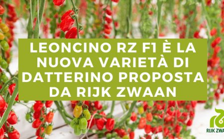 Leoncino RZ F1 è la nuova varietà di datterino proposta da Rijk Zwaan