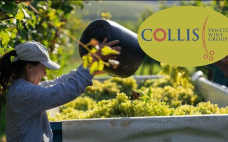 La vendemmia 2020 di Collis in perfetto equilibrio