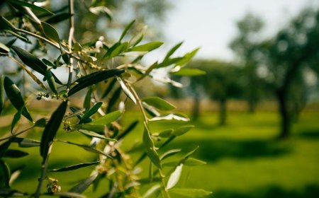 Filippo Berio debutta in tv e racconta il "Metodo Berio"