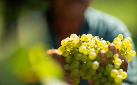 La sostenibilità di "Cielo e Terra Vini" nei numeri di Amorim Cork