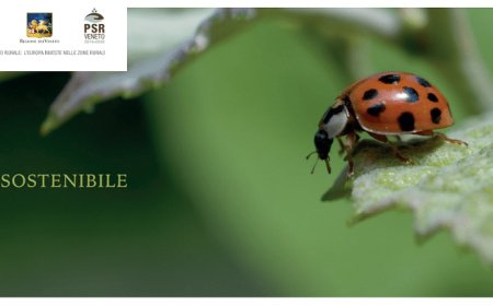 Due importanti eventi per il Consorzio Prosecco Doc