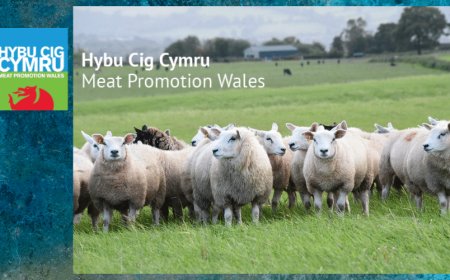 Agnello Gallese IGP: con la Brexit nessuna modifica per le esportazioni