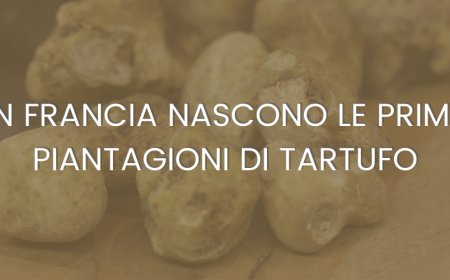In Francia nascono le prime piantagioni di tartufo