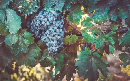 Vino: prezzi all’ingrosso giù del 10%