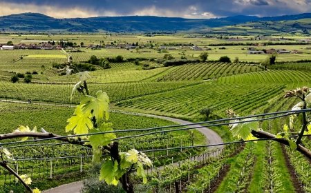 Soave: il modello di Gestione Viticola Avanzata cresce